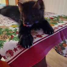 вот совсем маленький два месяца